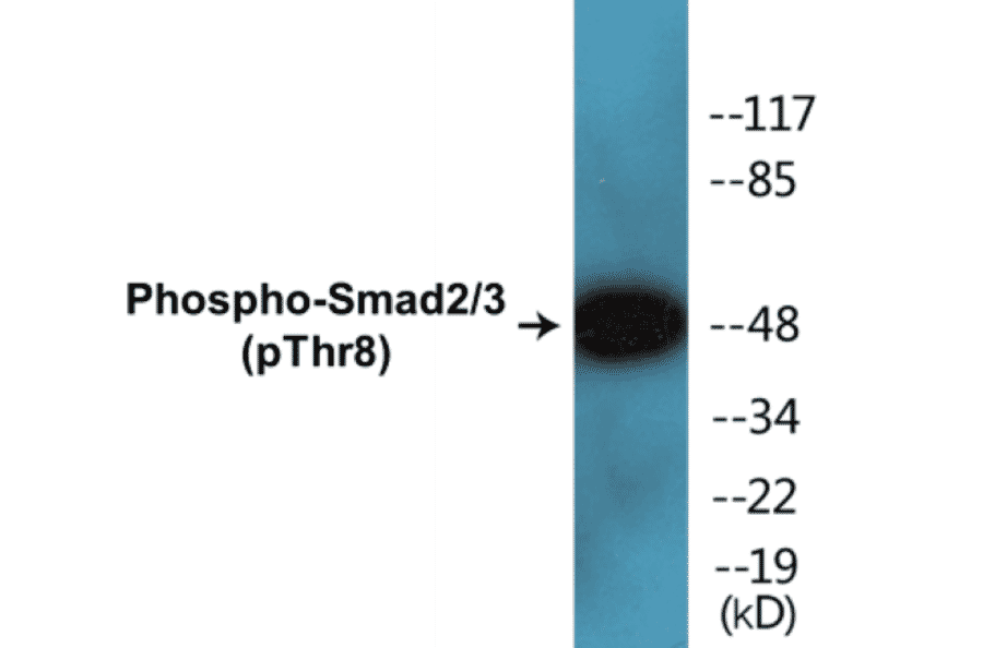 Western Blot - Smad2 + 3 (phospho Thr8) Cell Based ELISA Kit (CBP1393) - Antibodies.com