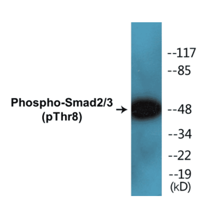 Western Blot - Smad2 + 3 (phospho Thr8) Cell Based ELISA Kit (CBP1393) - Antibodies.com