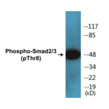 Western Blot - Smad2 + 3 (phospho Thr8) Cell Based ELISA Kit (CBP1393) - Antibodies.com