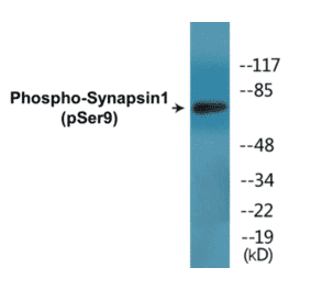 Western Blot - Synapsin1 (phospho Ser9) Cell Based ELISA Kit (CBP1690) - Antibodies.com