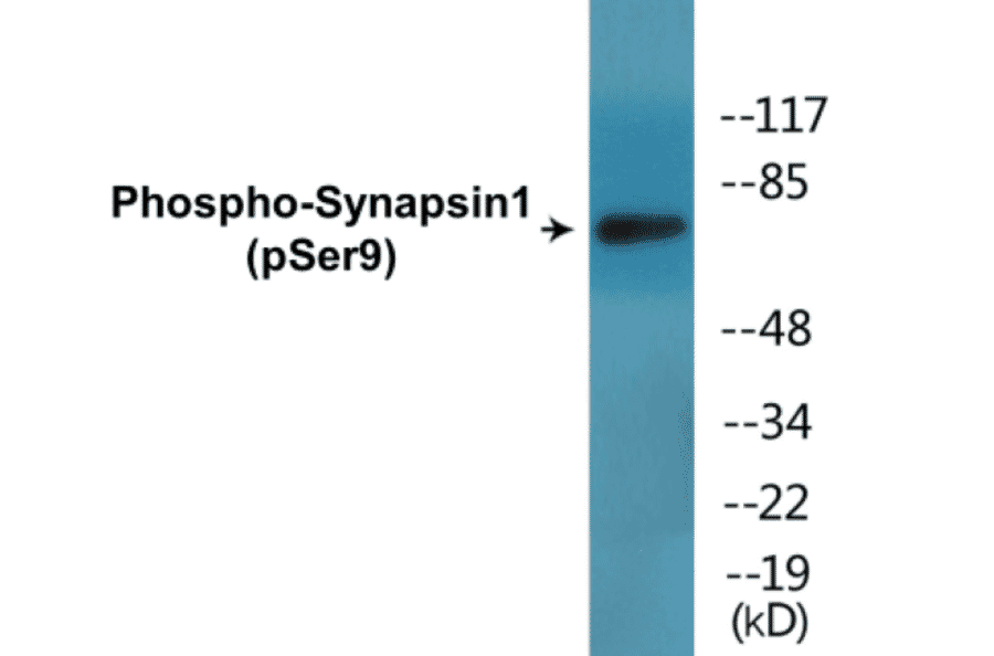 Western Blot - Synapsin1 (phospho Ser9) Cell Based ELISA Kit (CBP1690) - Antibodies.com