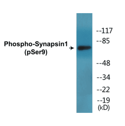 Western Blot - Synapsin1 (phospho Ser9) Cell Based ELISA Kit (CBP1690) - Antibodies.com