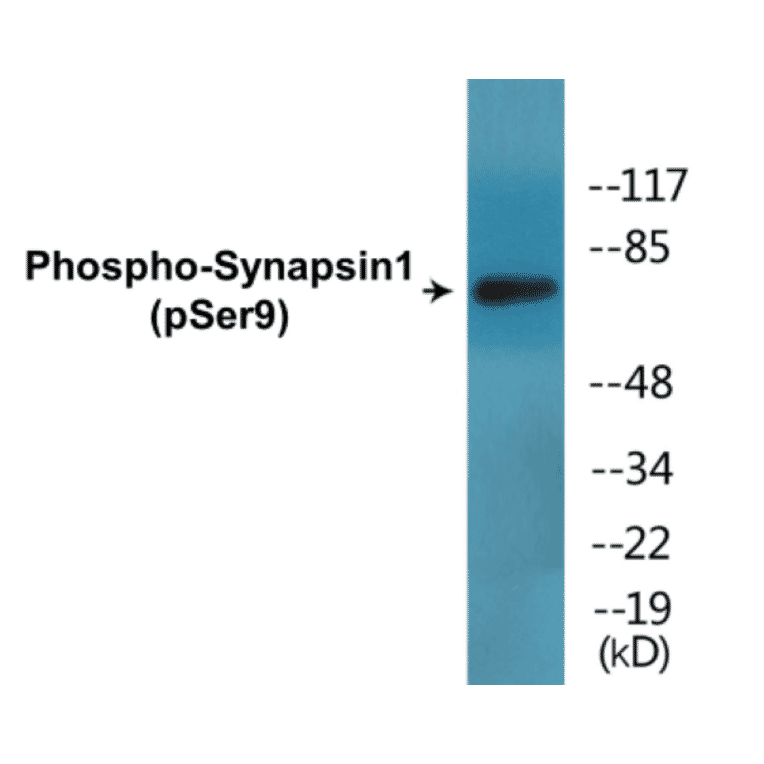 Western Blot - Synapsin1 (phospho Ser9) Cell Based ELISA Kit (CBP1690) - Antibodies.com