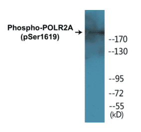 Western Blot - POLR2A (phospho Ser1619) Cell Based ELISA Kit (CBP1075) - Antibodies.com