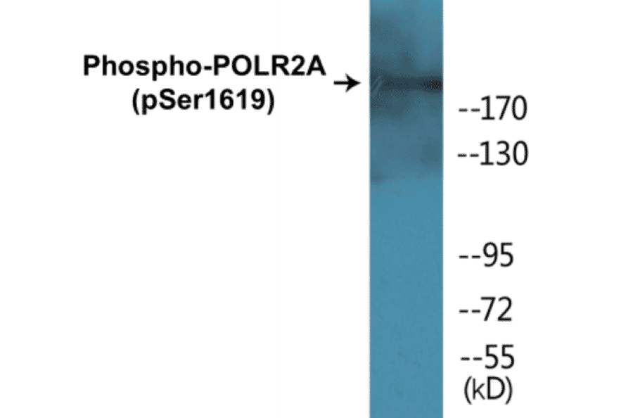 Western Blot - POLR2A (phospho Ser1619) Cell Based ELISA Kit (CBP1075) - Antibodies.com