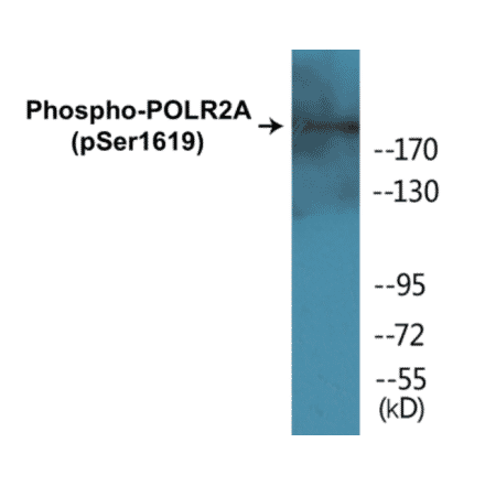 Western Blot - POLR2A (phospho Ser1619) Cell Based ELISA Kit (CBP1075) - Antibodies.com