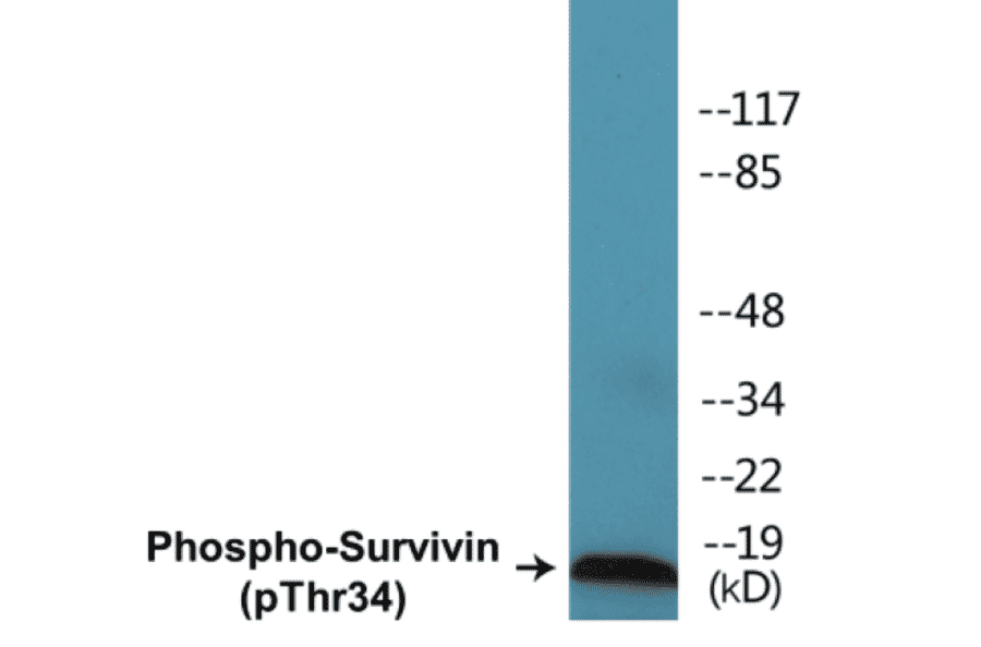 Western Blot - Survivin (phospho Thr34) Cell Based ELISA Kit (CBP1218) - Antibodies.com