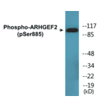 Western Blot - ARHGEF2 (phospho Ser885) Cell Based ELISA Kit (CBP1478) - Antibodies.com
