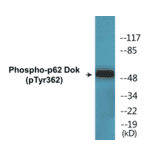 Western Blot - p62 Dok (phospho Tyr362) Cell Based ELISA Kit (CBP1529) - Antibodies.com