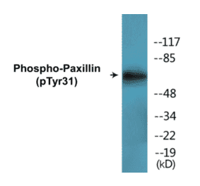 Western Blot - Paxillin (phospho Tyr31) Cell Based ELISA Kit (CBP1655) - Antibodies.com