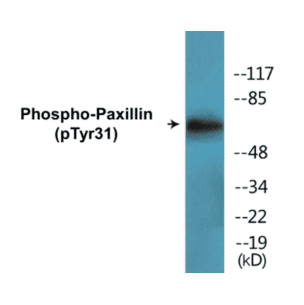 Western Blot - Paxillin (phospho Tyr31) Cell Based ELISA Kit (CBP1655) - Antibodies.com