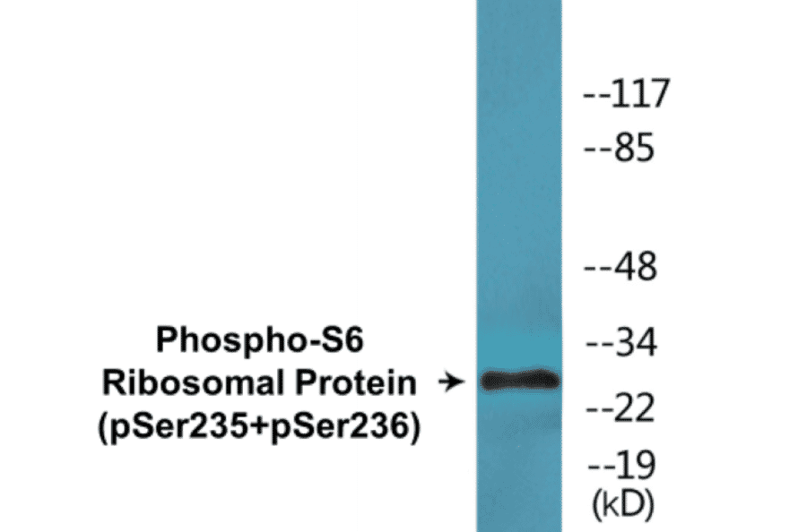 Western Blot - S6 Ribosomal Protein (phospho Ser235 + Ser236) Cell Based ELISA Kit (CBP1838) - Antibodies.com