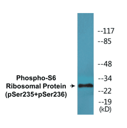 Western Blot - S6 Ribosomal Protein (phospho Ser235 + Ser236) Cell Based ELISA Kit (CBP1838) - Antibodies.com