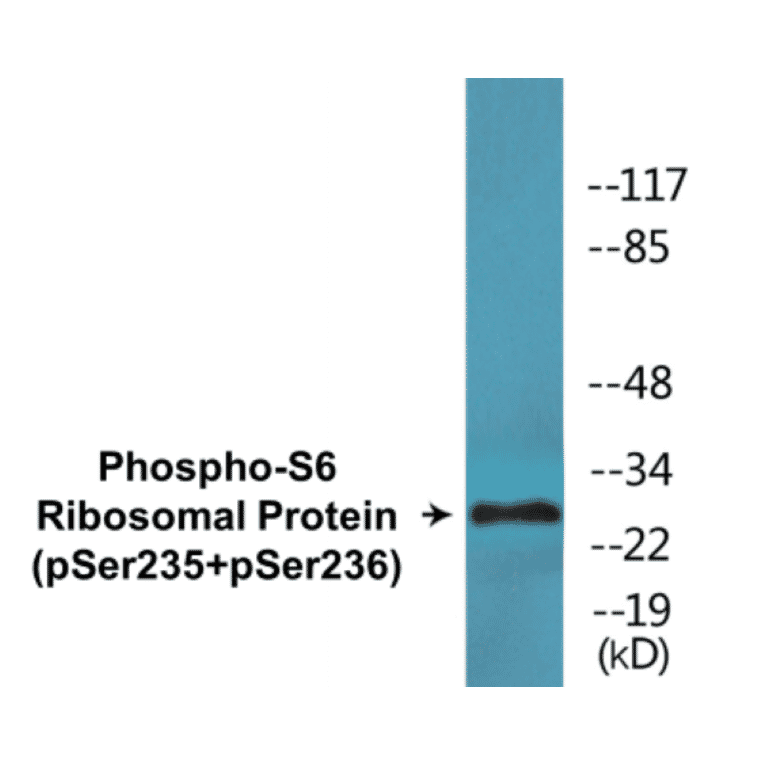 Western Blot - S6 Ribosomal Protein (phospho Ser235 + Ser236) Cell Based ELISA Kit (CBP1838) - Antibodies.com
