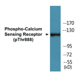 Western Blot - Calcium Sensing Receptor (phospho Thr888) Cell Based ELISA Kit (CBP1326) - Antibodies.com