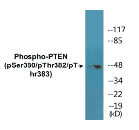 Western Blot - PTEN (phospho Ser380 + Thr382 + Thr383) Cell Based ELISA Kit (CBP1662) - Antibodies.com