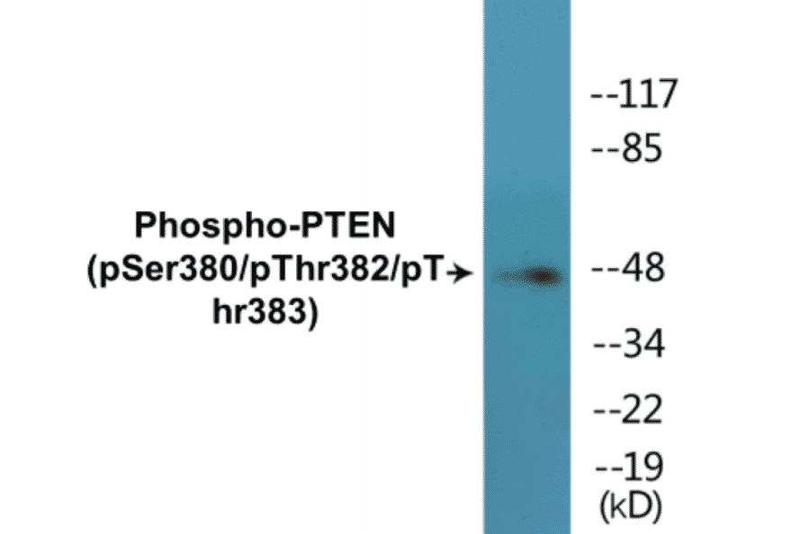 Western Blot - PTEN (phospho Ser380 + Thr382 + Thr383) Cell Based ELISA Kit (CBP1662) - Antibodies.com