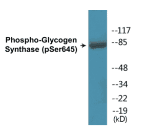Western Blot - Glycogen Synthase (phospho Ser645) Cell Based ELISA Kit (CBP1119) - Antibodies.com