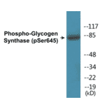 Western Blot - Glycogen Synthase (phospho Ser645) Cell Based ELISA Kit (CBP1119) - Antibodies.com