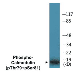 Western Blot - Calmodulin (phospho Thr79 + Ser81) Cell Based ELISA Kit (CBP1327) - Antibodies.com