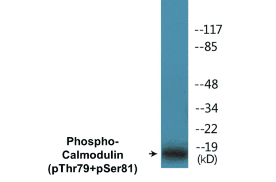 Western Blot - Calmodulin (phospho Thr79 + Ser81) Cell Based ELISA Kit (CBP1327) - Antibodies.com