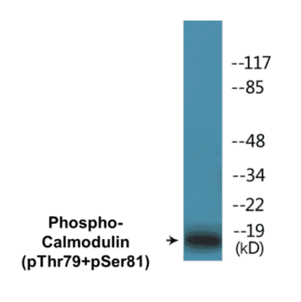 Western Blot - Calmodulin (phospho Thr79 + Ser81) Cell Based ELISA Kit (CBP1327) - Antibodies.com