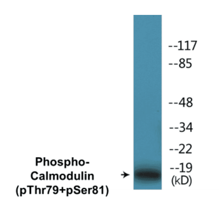 Western Blot - Calmodulin (phospho Thr79 + Ser81) Cell Based ELISA Kit (CBP1327) - Antibodies.com