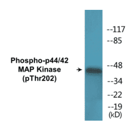 Western Blot - p44/42 MAP Kinase (phospho Thr202) Cell Based ELISA Kit (CBP1544) - Antibodies.com