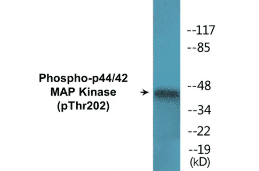 Western Blot - p44/42 MAP Kinase (phospho Thr202) Cell Based ELISA Kit (CBP1544) - Antibodies.com