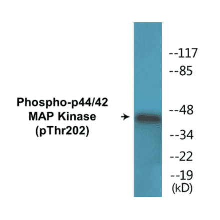 Western Blot - p44/42 MAP Kinase (phospho Thr202) Cell Based ELISA Kit (CBP1544) - Antibodies.com