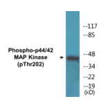 Western Blot - p44/42 MAP Kinase (phospho Thr202) Cell Based ELISA Kit (CBP1544) - Antibodies.com