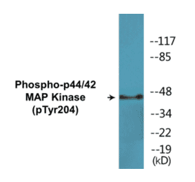 Western Blot - p44/42 MAP Kinase (phospho Tyr204) Cell Based ELISA Kit (CBP1545) - Antibodies.com