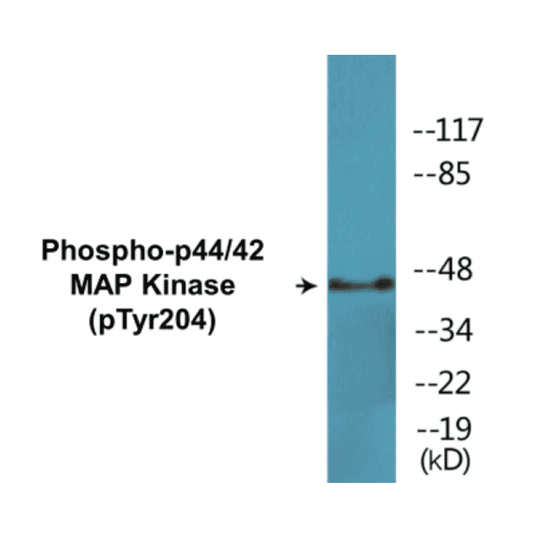 Western Blot - p44/42 MAP Kinase (phospho Tyr204) Cell Based ELISA Kit (CBP1545) - Antibodies.com