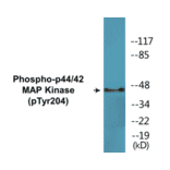 Western Blot - p44/42 MAP Kinase (phospho Tyr204) Cell Based ELISA Kit (CBP1545) - Antibodies.com