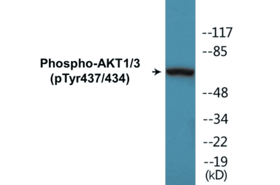 Western Blot - AKT1 + 3 (phospho Tyr437 + Tyr434) Cell Based ELISA Kit (CBP1738) - Antibodies.com