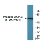 Western Blot - AKT1 + 3 (phospho Tyr437 + Tyr434) Cell Based ELISA Kit (CBP1738) - Antibodies.com