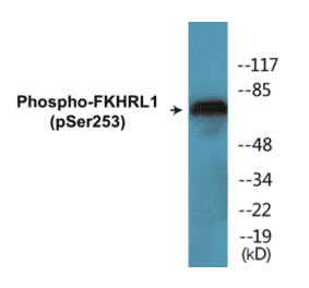 Western Blot - FKHRL1 (phospho Ser253) Cell Based ELISA Kit (CBP1558) - Antibodies.com