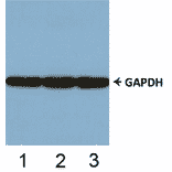 Western Blot - Control Antibody - FKHRL1 (phospho Ser253) Cell Based ELISA Kit (CBP1558) - Antibodies.com