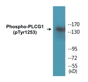 Western Blot - PLCG1 (phospho Tyr1253) Cell Based ELISA Kit (CBP1202) - Antibodies.com