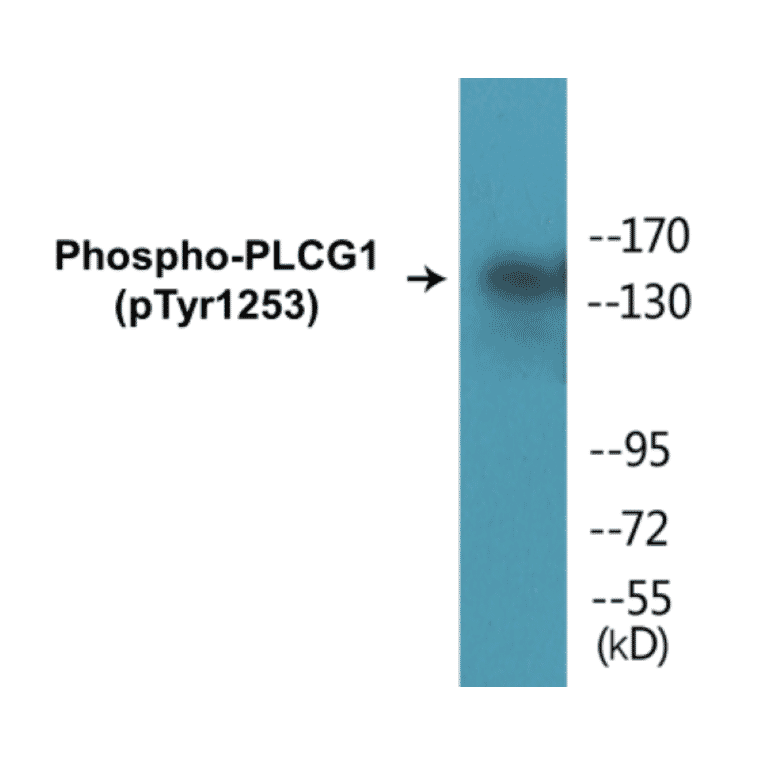 Western Blot - PLCG1 (phospho Tyr1253) Cell Based ELISA Kit (CBP1202) - Antibodies.com