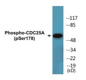 Western Blot - CDC25A (phospho Ser178) Cell Based ELISA Kit (CBP1714) - Antibodies.com