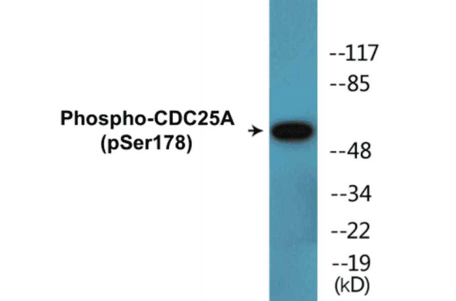 Western Blot - CDC25A (phospho Ser178) Cell Based ELISA Kit (CBP1714) - Antibodies.com