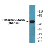 Western Blot - CDC25A (phospho Ser178) Cell Based ELISA Kit (CBP1714) - Antibodies.com