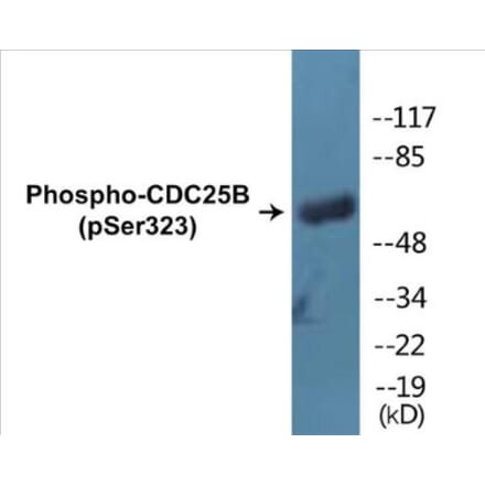 Western Blot - CDC25B (phospho Ser323) Cell Based ELISA Kit (CBP1056) - Antibodies.com