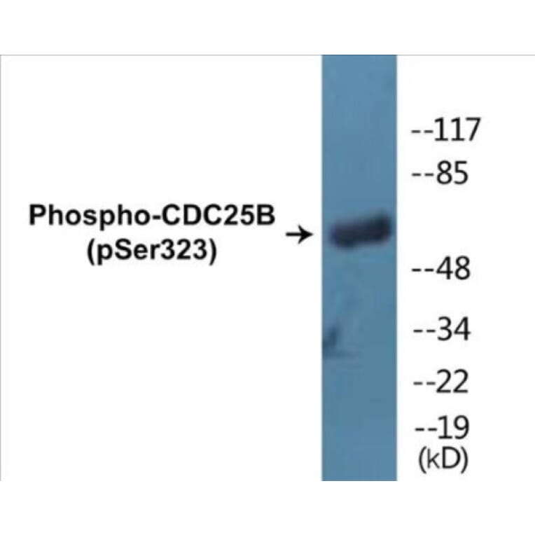 Western Blot - CDC25B (phospho Ser323) Cell Based ELISA Kit (CBP1056) - Antibodies.com