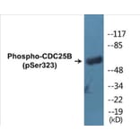 Western Blot - CDC25B (phospho Ser323) Cell Based ELISA Kit (CBP1056) - Antibodies.com