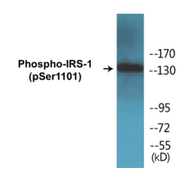Western Blot - IRS-1 (phospho Ser1101) Cell Based ELISA Kit (CBP1132) - Antibodies.com