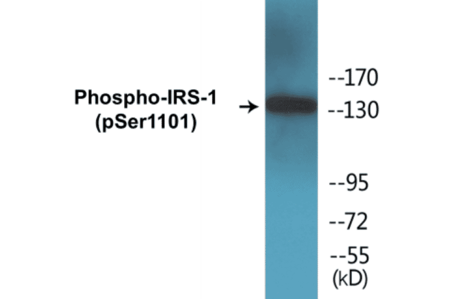 Western Blot - IRS-1 (phospho Ser1101) Cell Based ELISA Kit (CBP1132) - Antibodies.com