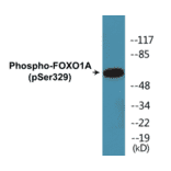 Western Blot - FOXO1A (phospho Ser329) Cell Based ELISA Kit (CBP1159) - Antibodies.com