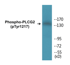 Western Blot - PLCG2 (phospho Tyr1217) Cell Based ELISA Kit (CBP1203) - Antibodies.com